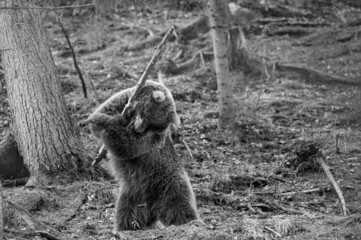 Playful predator with a wooden stick, a bear holding a wooden stick and playing with it.