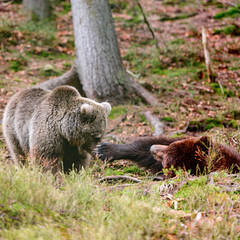 Fototapeta premium Brown bears of the rehabilitation center in Ukraine, rest of two bears, predators in nature.