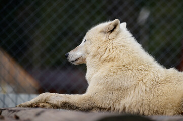 Carpathian wolves in the zoo, wild predators in captivity.