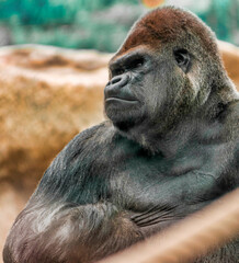 Gorille apprivoisé à Saint-Aignan, Loir-et-Cher, France