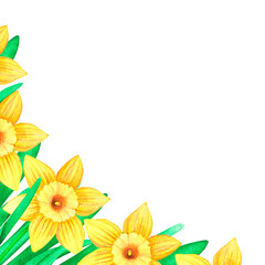 A banner of daffodils. Watercolor vintage illustration. Isolated on a white background. For design.