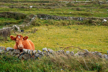 Big brown cow behind traditional stone fence, green grass field out of focus in the background. Farming and agriculture industry. Copy space. West of Ireland.
