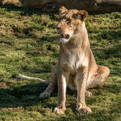 Lionne apprivoisée à Saint-Aignan, Loir-et-Cher, France