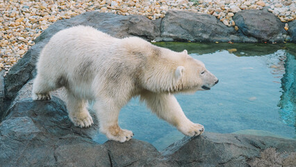 Fototapeta na wymiar Polar Bear Close up view