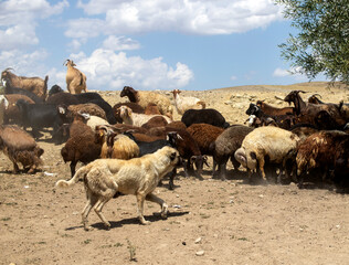 Fototapeta premium flock of sheep in a field