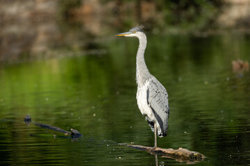 A grey heron standing in a pond