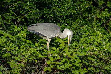 A grey heron standing on a tree
