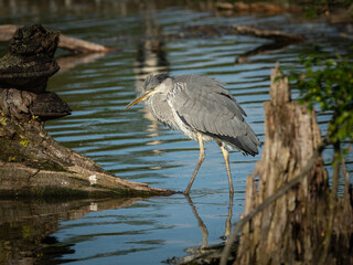 A grey heron standing near a pond