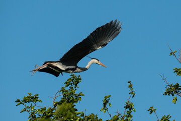 A grey heron taking off a tree