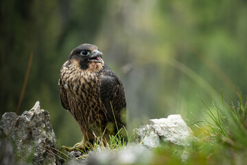 An immature peregrine falcon sitting on a rock