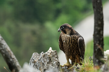 An immature peregrine falcon sitting on a rock