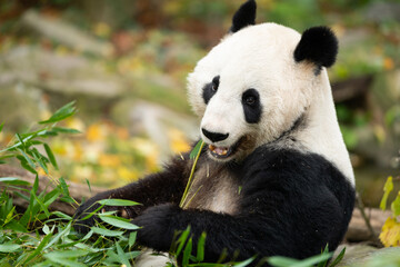 A young giant panda sitting and eating bamboo