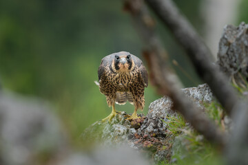 An immature peregrine falcon sitting on a rock