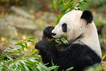 Obraz premium A young giant panda sitting and eating bamboo