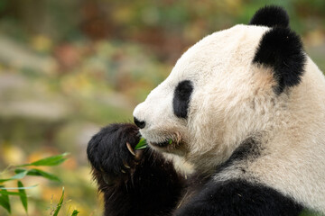 A young giant panda sitting and eating bamboo