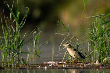 Portrait of Little Bittern on a sunny day in summer