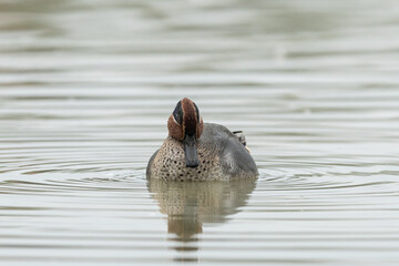 A Eurasian Teal swimming on a sunny calm day in autumn