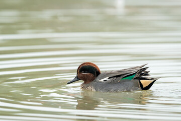A Eurasian Teal swimming on a sunny calm day in autumn