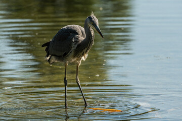 A grey heron standing in a pond