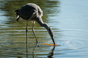 A grey heron standing in a pond