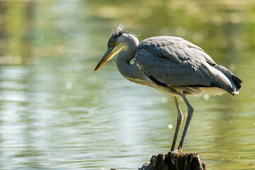 A grey heron standing in a pond