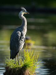 A grey heron standing in a pond
