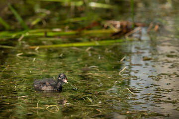 A young common moorhen swimming in pond