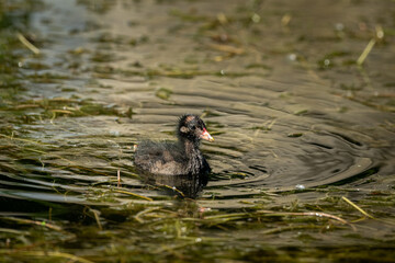 A young common moorhen swimming in pond