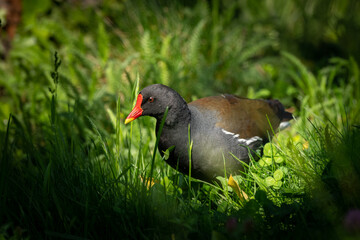 Common moorhen walking on a meadow