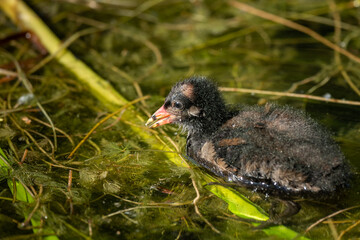 A young common moorhen swimming in pond