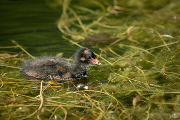 A young common moorhen swimming in pond