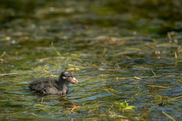 A young common moorhen swimming in pond
