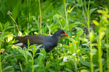 Common moorhen walking on a meadow
