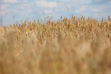 golden wheat field in summer