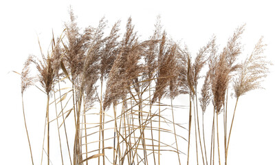 Dry reeds isolated on white background. Fluffy dry grass flowers Phragmites, autumn or winter herbs. - obrazy, fototapety, plakaty