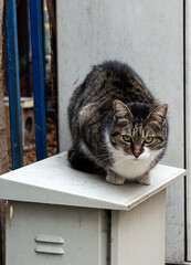 Street cat on metal box