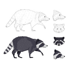 Vector Set of Raccoon Illustrations.