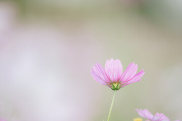 Fototapeta premium beautiful pink cosmos flowers in close up