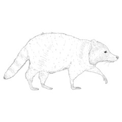 Sketch Raccoon Walking. Side View Hand Drawn Illustration.