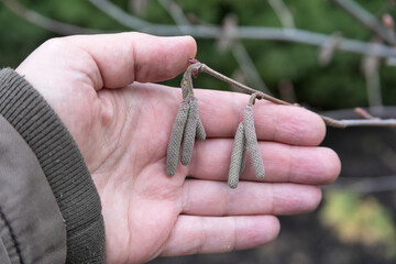 Hazelnut color in hand. Hazel blooms in the garden in November