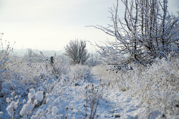 Overgrown farm track covered in soft snow