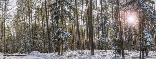 Zimowy krajobraz w lesie na Mazurach w północno-wschodniej Polsce
