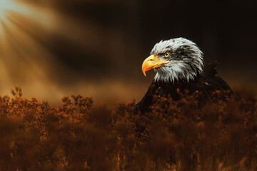 Bald Eagle (Haliaeetus leucocephalus) in sunset