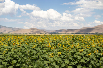 Fototapeta na wymiar sunflower field in the summer