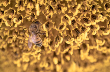 bee perched on sunflower. close-up.