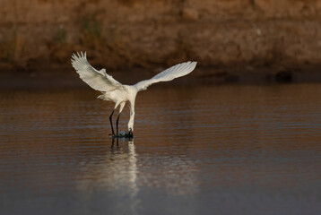 little egret catching fish in the pond , wildlife photography of egret with preyed fish  