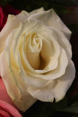 close up of a rose