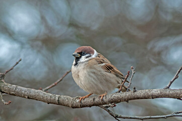 A brown bird stands on a brown branch with a gray blurred autumn background of the wood