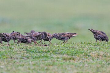 Flock of starlings eating