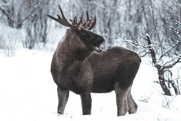 moose in the forest winter in lapland